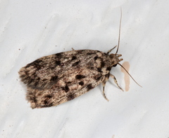 Barea subviridella