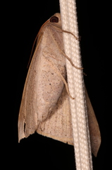Ophisma gravata
