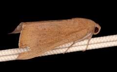Ophisma gravata
