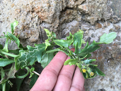 Senecio carnosulus
