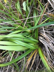 Carex wahuensis