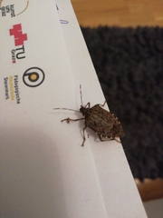 Halyomorpha halys