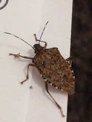 Halyomorpha halys