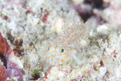 Fusigobius