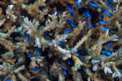 Acropora divaricata