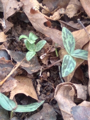Trillium gracile