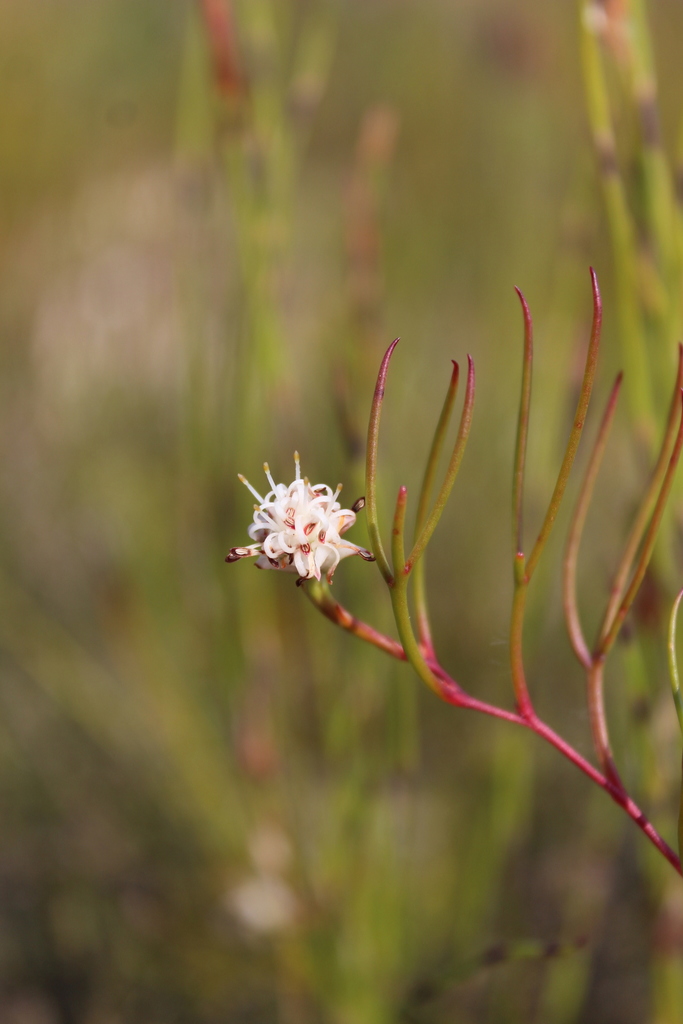 Houwhoek Spiderhead