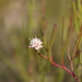 Serruria flagellifolia - Photo 由 Ismail Ebrahim 所上傳的 (c) Ismail Ebrahim，保留部份權利CC BY-NC