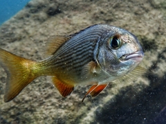 Sparodon durbanensis