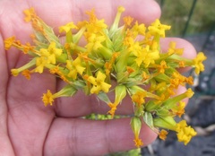 Kalanchoe longiflora
