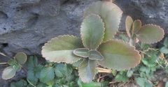 Kalanchoe longiflora