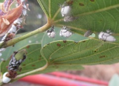 Enchenopa quadricolor