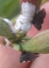 Enchenopa quadricolor