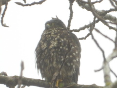 Falco columbarius suckleyi