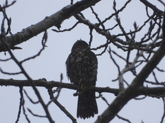 Falco columbarius suckleyi