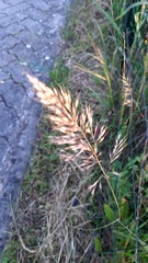 Festuca geniculata