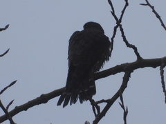 Falco columbarius suckleyi