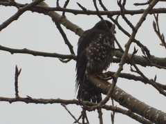 Falco columbarius suckleyi