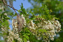 Robinia pseudoacacia