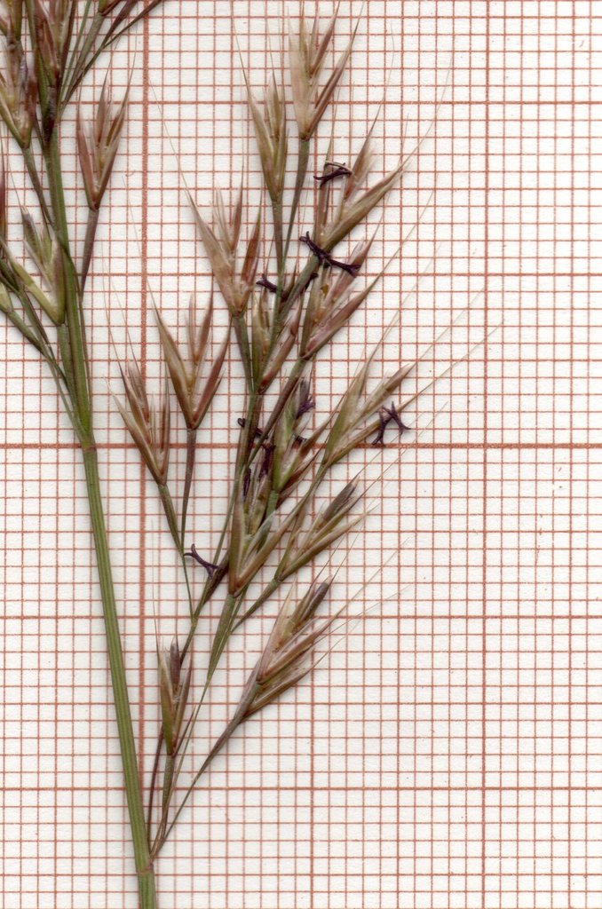 Festuca geniculata