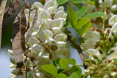 Robinia pseudoacacia