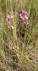 Allium kunthianum