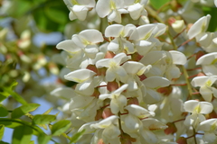 Robinia pseudoacacia