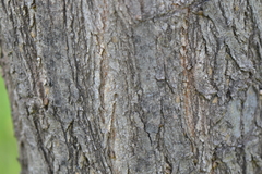 Robinia pseudoacacia