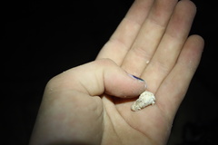 Muricopsinae