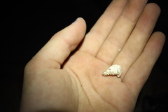 Muricopsinae