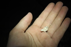 Muricopsinae