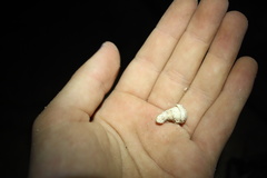 Muricopsinae