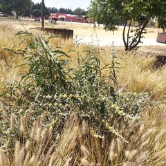 Buddleja sessiliflora