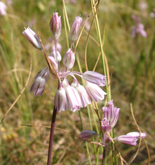 Allium kunthianum