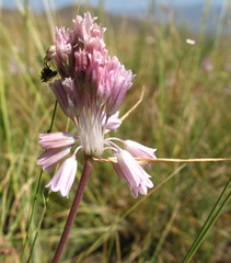 Allium kunthianum