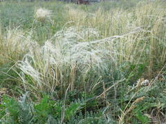 Stipa borysthenica