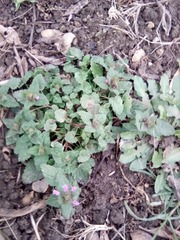 Lamium purpureum