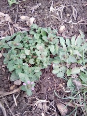 Lamium purpureum
