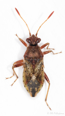 Rhopalus parumpunctatus