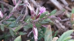 Polygala rupestris