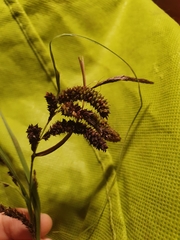 Carex coriacea