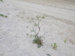 Astrodaucus littoralis