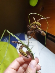 Carex coriacea