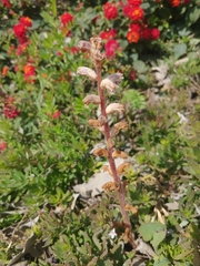 Orobanche minor