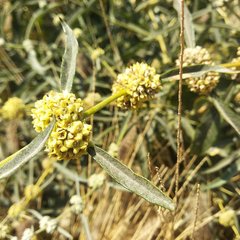 Buddleja sessiliflora