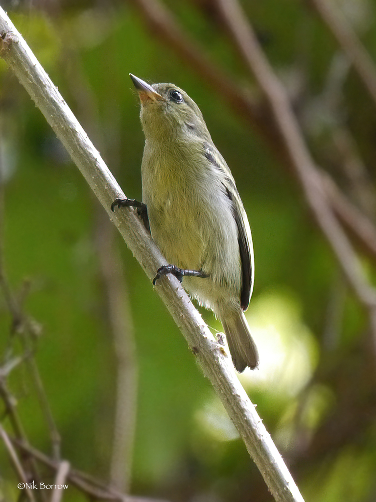 Green Tinkerbird from Muheza, Tanzania on October 10, 2014 at 06:51 PM ...