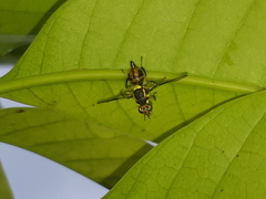 Bactrocera