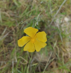 Fumana arabica