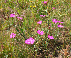 Dianthus caucaseus