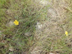 Fumana arabica